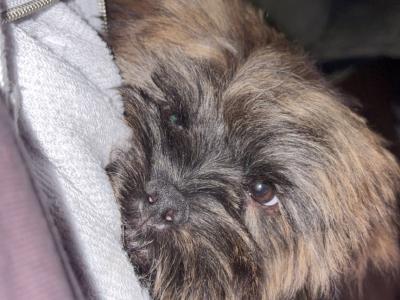 Male Shipoo in Dublin