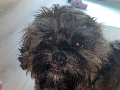 Male Shipoo in Dublin
