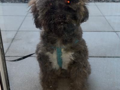 Male Shipoo in Dublin