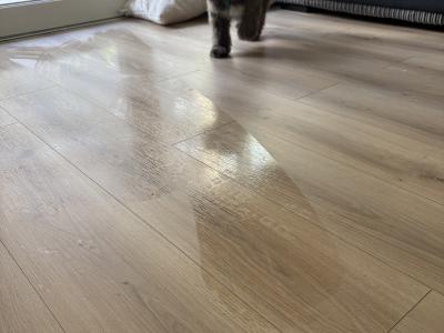 Male Shipoo in Dublin