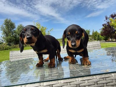 Beautiful mini Dachshunds