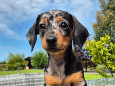 Beautiful mini Dachshunds