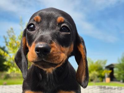 Beautiful mini Dachshunds