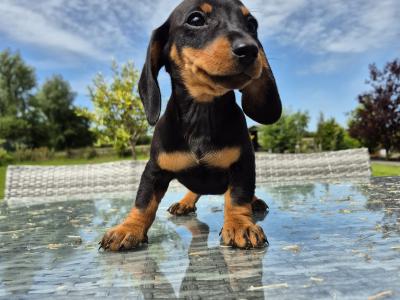 Beautiful mini Dachshunds