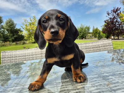 Beautiful mini Dachshunds