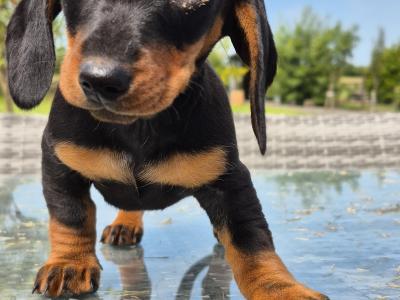 Beautiful mini Dachshunds