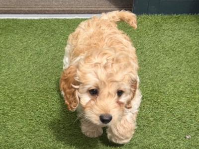 Lovely male Cockapoo puppy 10 weeks old in Dublin