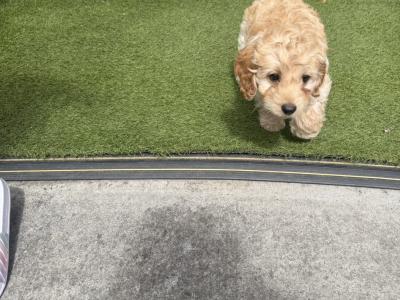 Lovely male Cockapoo 10 Weeks old