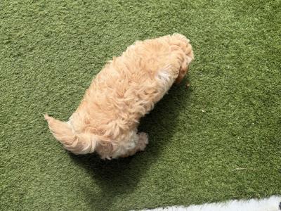 Lovely male Cockapoo puppy 10 weeks old in Dublin