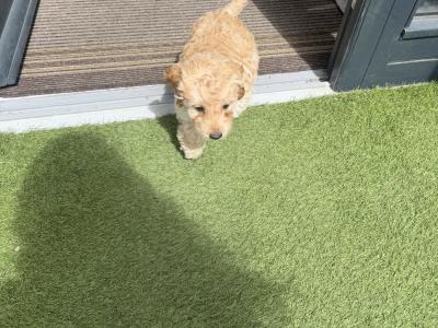 Lovely male Cockapoo puppy 10 weeks old in Dublin