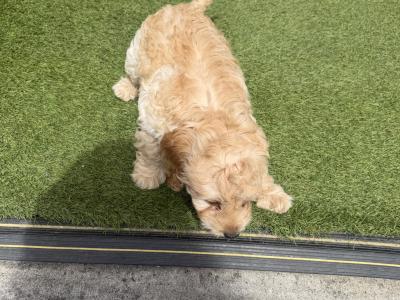 Lovely male Cockapoo puppy 10 weeks old in Dublin