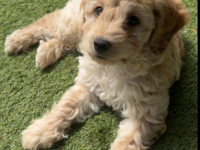 Lovely male Cockapoo puppy 10 weeks old in Dublin