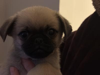 Chug puppy last one left fawn and black reduced   €450 1/3 chihuahua 2/3 pug