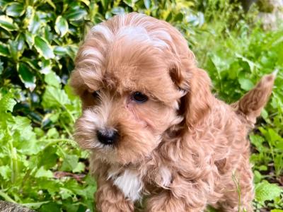 Gentle Maltipoo puppies available in Cavan