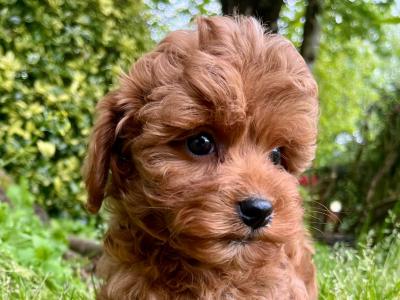 Gentle Maltipoo puppies available in Cavan