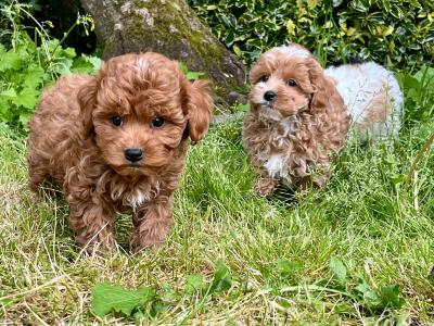 Gentle Maltipoo puppies available in Cavan