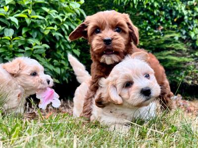 Gentle Maltipoo puppies available in Cavan