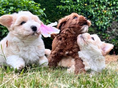 Gentle Maltipoo puppies available in Cavan