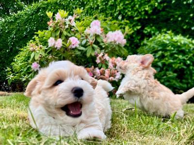 Gentle Maltipoo puppies available in Cavan