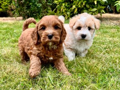 Gentle Maltipoo puppies available in Cavan