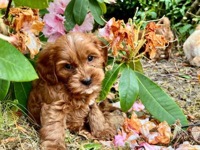 Gentle Maltipoo puppies available in Cavan