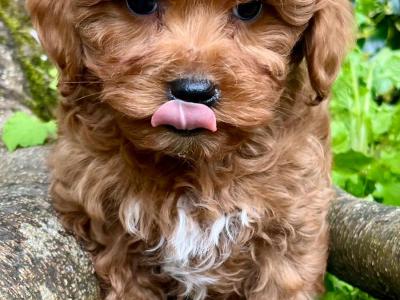 Gentle Maltipoo puppies available in Cavan
