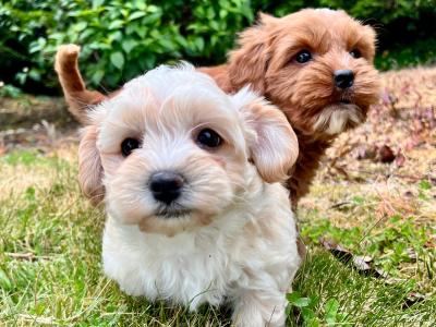 Gentle Maltipoo puppies available in Cavan