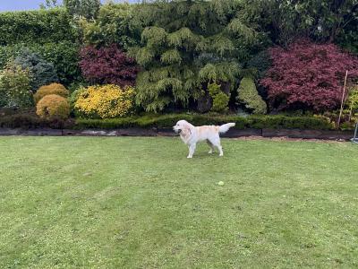 Golden Retreiver
