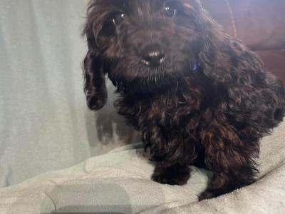 Adorable F1 Cockapoo pups