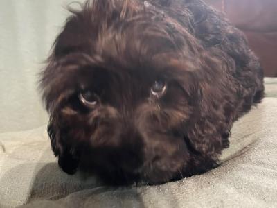 Adorable F1 Cockapoo pups