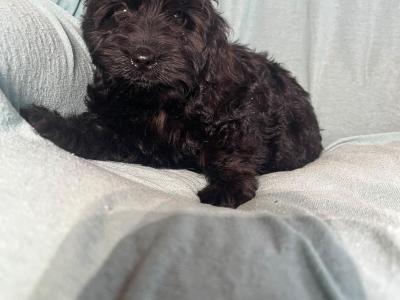 Adorable F1 Cockapoo pups