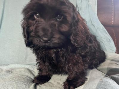 Adorable F1 Cockapoo pups