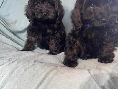 Adorable F1 Cockapoo pups