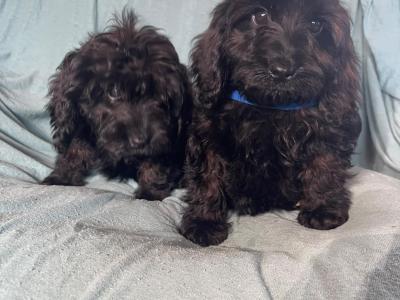 Adorable F1 Cockapoo pups