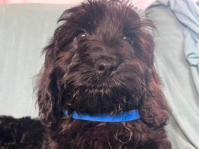 Adorable F1 Cockapoo puppies in Cork