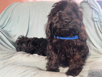 Adorable F1 Cockapoo pups