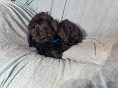 Adorable F1 Cockapoo pups