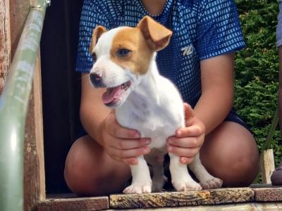 Jack Russell x Welsh Corgi Pembroke (all Jack Russell puppies sold) corgi cross still available