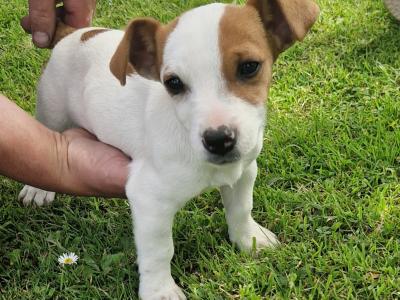 Jack Russell x Welsh Corgi Pembroke (all Jack Russell puppies sold) corgi cross still available