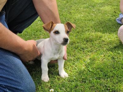 Jack Russell x Welsh Corgi Pembroke puppies (only one male puppy left)
