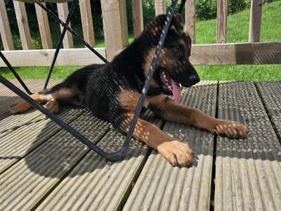 IKC Registered German Shepherd puppies in Monaghan