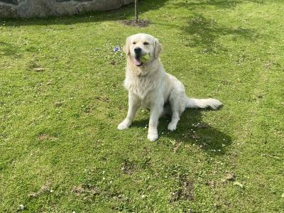 Golden Retreiver