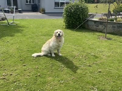 Golden Retreiver