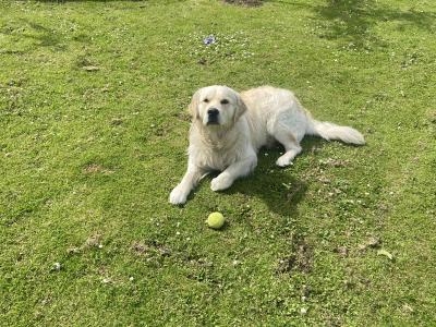 Golden Retreiver