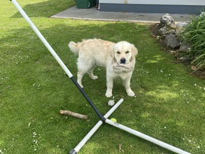 Golden Retreiver