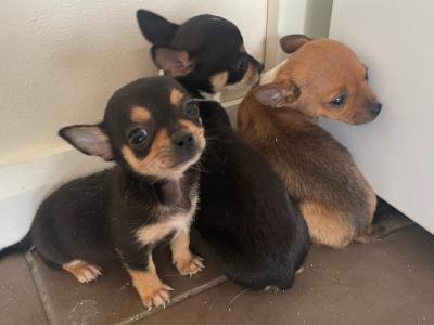 Male Chihuahua puppies in Galway