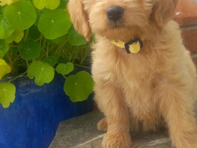 Fb1 Goldendoodle puppies in Wexford