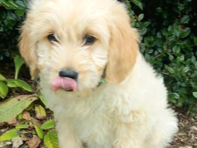 Fb1 Goldendoodle puppies in Wexford