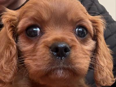 IKC Cavalier King Charles Spaniel puppies in Sligo