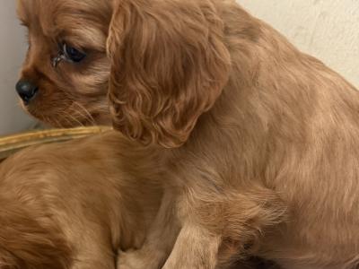 IKC Cavalier King Charles Spaniel puppies in Sligo